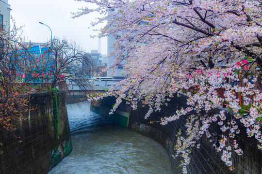 Cherry blossoms blooming or Sakura on a rainy day where the petals are falling at Meguro River Tokyo Japan.