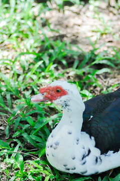 Muscovy Duck or white and black duck