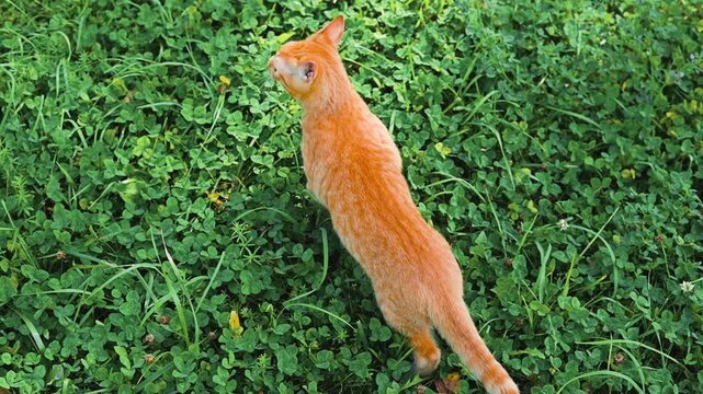 An orange cat is seen exploring a patch of green grass in four distinct frames. The cat is in a standing position, looking around with curiosity