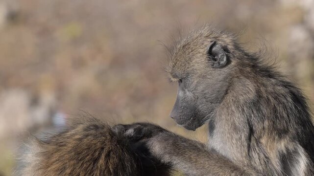 Two adult baboons sitting and grooming each other in Botswana