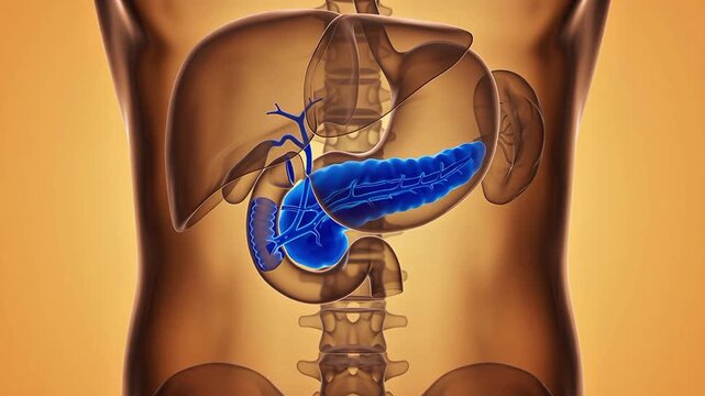 3D medical animation showing the human pancreas highlighted in blue within the abdominal cavity featuring the digestive system organs like the liver and stomach