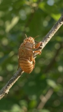 Empty Cicada Shell on a Branch in Late Summer