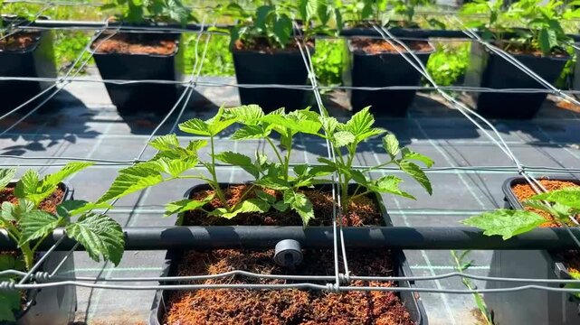 Young raspberry plants growing in containers outdoors with a drip irrigation system and metal wire support mesh.