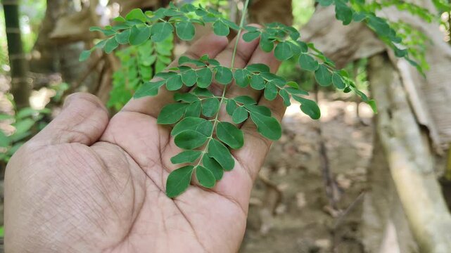 Closeup of indian farmer hand touch and hold fresh edible green leaves of young drumstick or moringa plant sapling growing on farm field ground for inspecting or checking for pest damage.