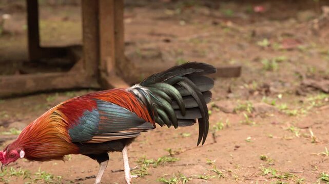 Colorful wild rooster foraging on dirt ground near wooden structure in rural landscape.