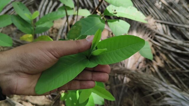 Closeup of Indian farmer hand touch and hold fresh green leaves of young guava plant sapling growing on outdoor farm field ground soil for inspecting or checking for pest damage.