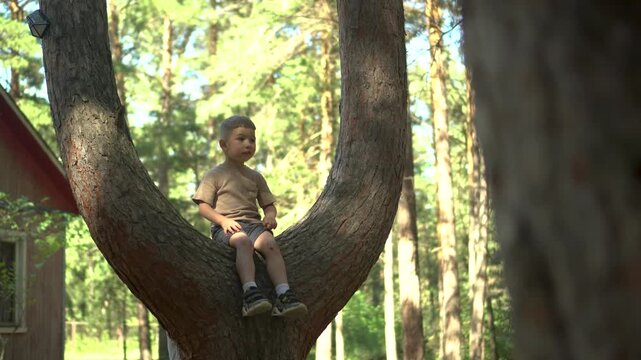 Little Child Sitting on a Tree Branch Fork in Nature, Camera Panning