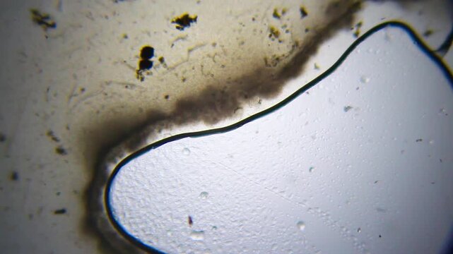 Massive colony of bacteria with nematodes and ciliates along liquid meniscus under 40x brightfield microscopy