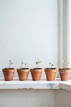 First seedlings of the year in small terracotta pots lined up on a cool windowsill