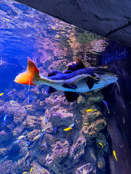 Redtail catfish swimming in a large aquarium surrounded by small colorful fish and coral background
