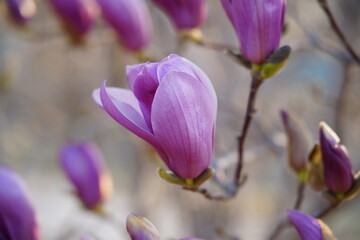 Close-up of magnolia flowers and buds blooming on branches under bright sky, © pdm