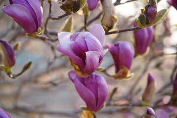 Close-up of magnolia flowers and buds blooming on branches under bright sky, © pdm