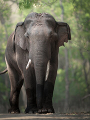 Fototapeta premium Large Asian tusked elephant walking along a dirt path in a green forest safari.