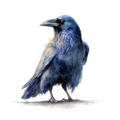 Fototapeta premium Raven, watercolor painting vector, isolated on a white background.