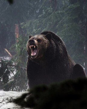Grizzly bear roaring with open mouth showing sharp teeth in a dark forest.