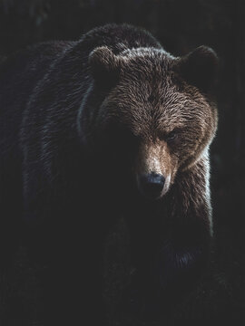 Brown bear walking through a dark forest with dramatic moody lighting.