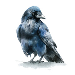 Fototapeta premium watercolor of Raven, vector, isolated on a white background.