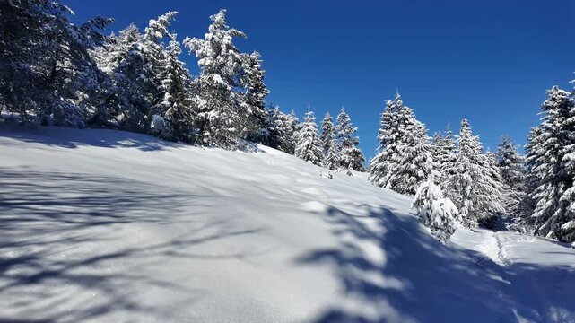 Amazing Winter landscape of Vitosha Mountain, Sofia City Region, Bulgaria