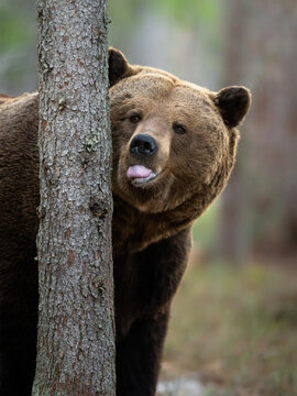 Funny brown bear peaking from behind a pine tree trunk sticking out its tongue, playful wild animal portrait in forest stock photo.