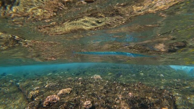 Crocodile needlefish near the ocean surface, Hawaii
