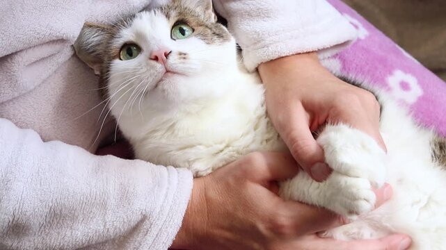 Close-up of a fluffy cat being stroked by its owner, a pet, the cat lies on the owner's lap. The cat lies on its back on the person's lap, demonstrating trust and calmness