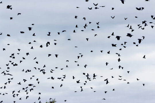 Large flock of rooks swirling in a chaotic dynamic flight against a muted overcast sky, capturing the raw energy and movement of the migrating black bird colony in the air