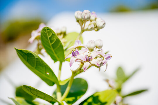 Blooming purple crown flower Calotropis gigantea in sunny tropical garden close-up.