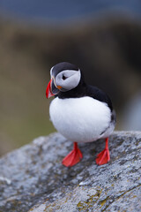 Fototapeta premium Atlantic puffin standing on a rock cliff in Norway