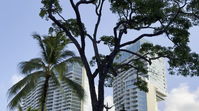 Tabebuia aurea, Caribbean trumpet tree, silver trumpet tree, and tree of gold. Family Bignoniaceae.    Coconut palm trees(Cocos nucifera) . Apartment or hotel building. Waikiki, Honolulu, Oahu, Hawaii