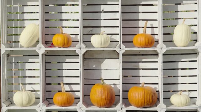 White wooden crates displaying orange and white pumpkins for halloween