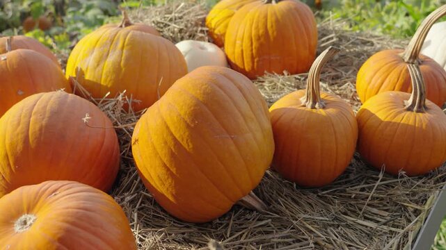 Orange pumpkins for halloween lying on hay at the pumpkin patch