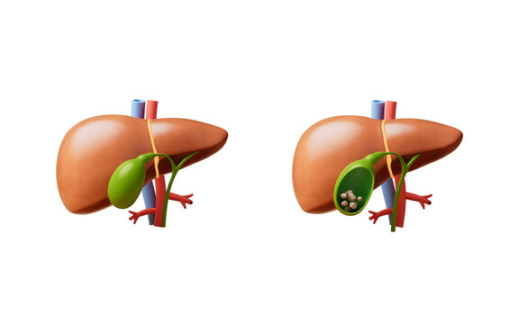 Medical 3D illustration of liver and gallbladder, 3d rendering.