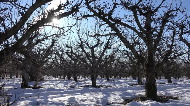 Apple Tree Branches Fruits Orchard Winter Sunny Ray Red Jonathan Snow Harvest