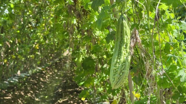 Green bitter melons hang on a vine among lush green leaves in a sunny garden patch. Fresh produce.