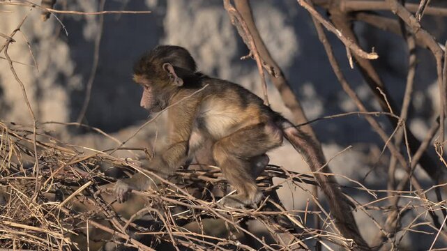 Baby baboon playing in dead branches on the bank of the Chobe River