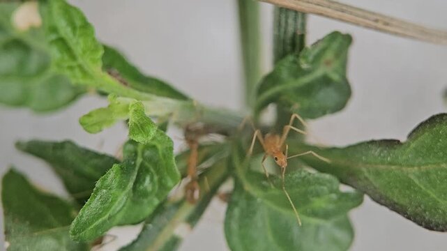 Small orange ants crawling across vibrant green plant leaves in this detailed nature motion animation clip