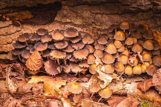 Cluster of Small Brown Mushrooms Growing on Decaying Wood