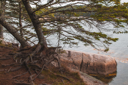 Coastal Erosion with Exposed Tree Roots on Deer Isle Maine