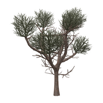 Realistic 3D Small Pine Conifer Bonsai Tree &mdash; Natural Green Needle Foliage Game Asset Illustration on Transparent Background