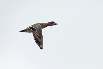 Obraz premium first calendar year female eurasian widgeon (anas penelope) in flight, found at Fehmarn at the Baltic Sea in Germany