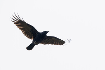 Obraz premium carrion crow (corvus corone) in flight showing some slight hybridization influence from Hooded Crow (Corvus cornix), found at Fehmarn at the Baltic Sea in Germany