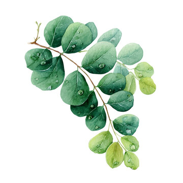 Moringa, watercolor vector, isolated on a white background.