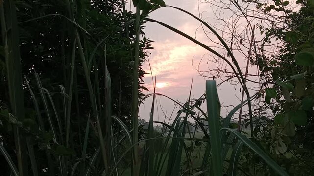 Sun rays shining through dense tree canopy low angle