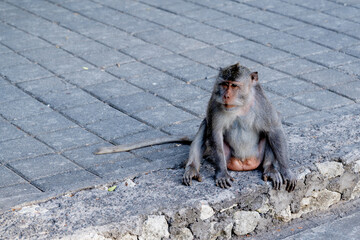 Balinese long-tailed macaque monkey sitting relaxed on stone steps outdoors, tropical wildlife portrait in Bali. © kuenlin