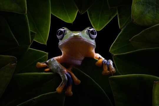 Green flying frog, Rhacophorus reinwardtii, facing the camera among tropical leaves with large eyes and colorful webbed toes against a dark background