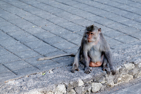 Balinese long-tailed macaque monkey sitting relaxed on stone steps outdoors, tropical wildlife portrait in Bali.