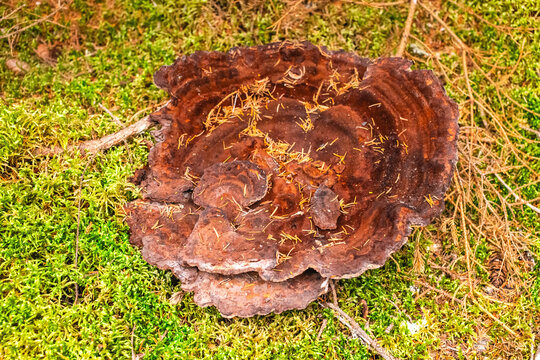 Dyer's Polypore Mushroom Growing on Green Moss in Maine Forest
