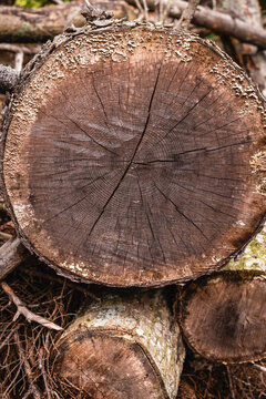 Tree Rings Visible on Cut Logs Close Up