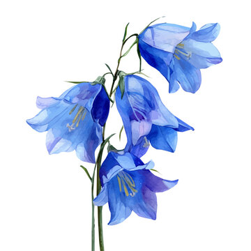 Bluebell, watercolor illustration vector, isolated on a white background.