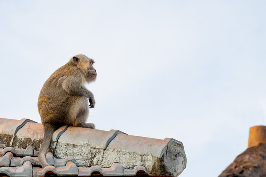 Balinese long-tailed macaque monkey sitting on clay tile roof ridge against clear sky in tropical Bali, Indonesia.